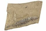Conifer Needle (Metasequoia) Fossil - McAbee, BC #262214-1